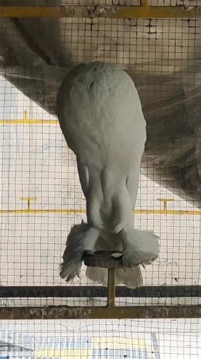 best Pomeranian pouter pigeons