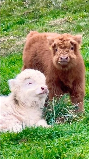 🐄 Discover the Highland Cow – Scotland’s Iconic Cows 🐄