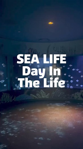 Curious to see what a day in the life of an aquarist at SEA LIFE looks like?! Swim along with us on an animals transport! 🐟🐠 | SEA LIFE Aquarium