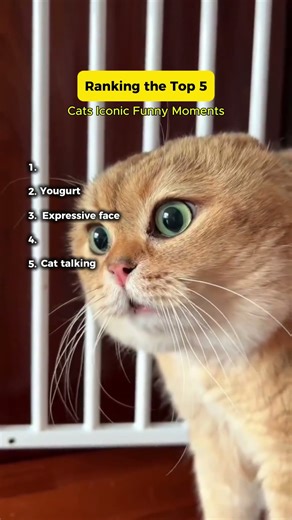 The Hall of Fame: 6 Most Iconic Funny Cat Moments