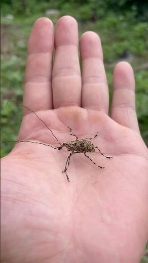 The Amazing Life Cycle of a Beetle