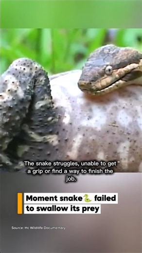 Snake 🐍 vs Toad 🐸 #animalfight