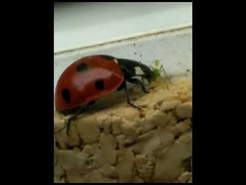Ladybird Eating Greenfly. Ladybug Eats Aphid Predator attacks!! 🐞