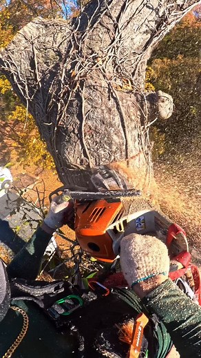 10K views · 39 reactions | Tree Mek job #treework #climbing #fyp #treeremoval #chainsaw #treeservice #reels #climb #outdoors #climber #arborist #palfinger | Dixon Guzmán | Facebook