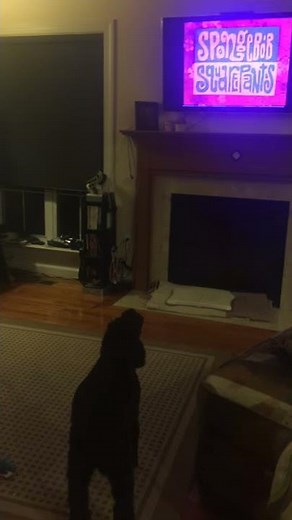 My Nieces dog howls to Spongebob theme song.