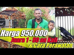 Cara Perawatan Kacer Muda Harga 950 ribu Bisa Juara 1 Puluhan Kali | Kacer Petruk