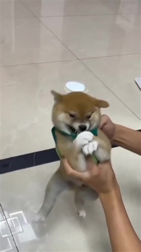 Calm down, boy 😂 Cre: shabingoo | Shiba Inu Overload