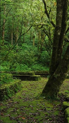 Walking Inside the Forest | Calm & Relaxing Nature View