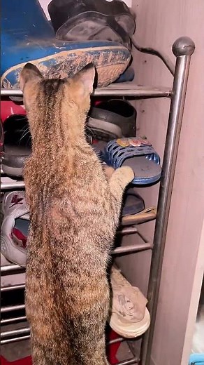 Cat chases and captures a mouse in Guangxi, China
