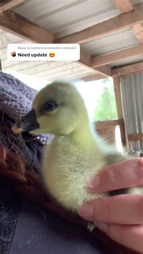 Reply to @luisfranciscotoledo here’s an update on the baby goose🤗 #WorthTheWait #geesetiktok #farmanimalsoftiktok #fyp