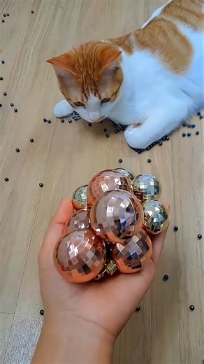 뭉치스타 #reversevideo #marblerunandmore #cat #catvideos #reverse