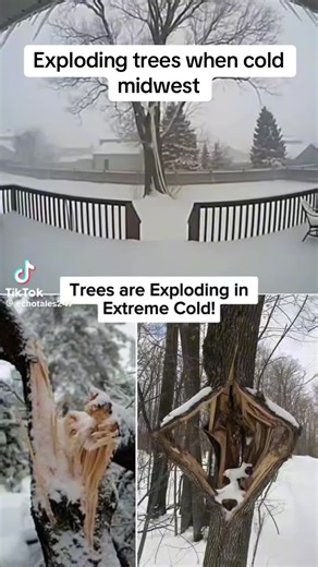Exploding trees when cold midwest #CapCut #blacktiktok #explodingtrees #midwest #yapper