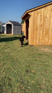 Little Bo Peep got to meet her new brothers this morning ❤️ | Speranza Animal Rescue