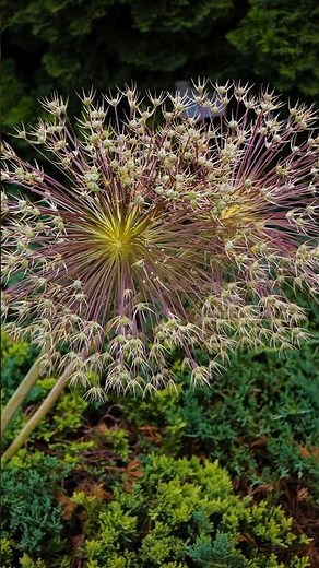 Allium schubertii: Nature's Fireworks in Bloom! #shorts #allium #colorfulplants @Plants-World