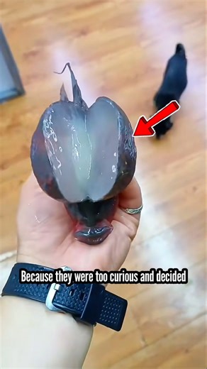 This is what's inside a Louhan fish's head 😱