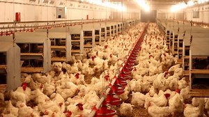 clip-920662-chicken-farm