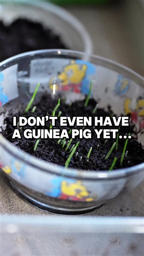 Preparing for a New Guinea Pig Arrival