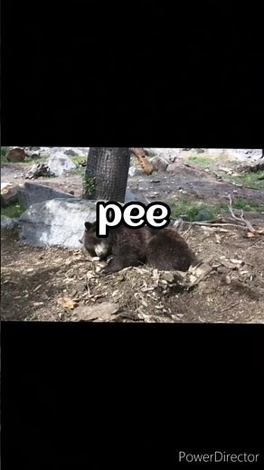 How do bears pee or poop during hibernation #facts #viral