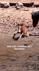A mom and her foal were thirsty due to the drought, but one misstep left the baby in a state of danger and desperation 😩 | The Kiwi
