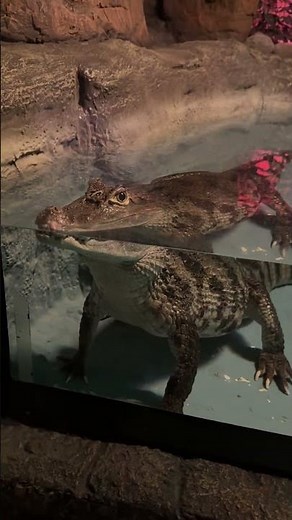 POV: You see a CROCODILE in the swimming pool 😳🐊