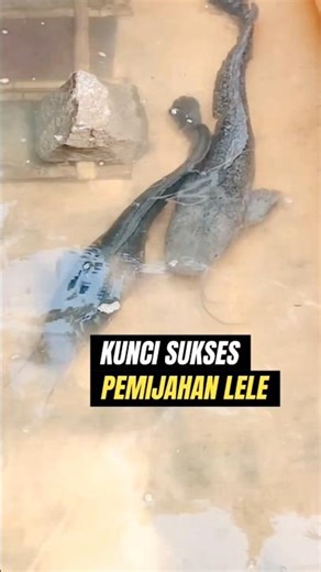 The key to SUCCESSFUL catfish spawning❗Watch it once and you'll understand.