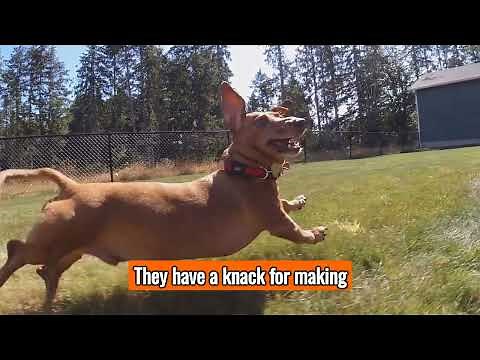 The Dachshund - Top Personality Traits Characteristics And Facts