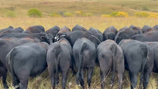 30 of these fancy bred commercial Angus heifers will be for sale on November 7th at the annual fall “Built For The Long Haul” bull & heifer production sale at the Downey Ranch or online. See www.downeyranch.com for details. | John Steinfort