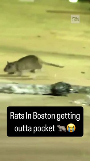 Boston Culture on Instagram: "A #Boston woman, says she was bitten by a #rat while walking in Boston’s #Fenway neighborhood on Friday night. Min Namgung was wearing sandals when she felt a sharp pain in her foot and saw a large animal scurry into nearby bushes. After noticing her foot was bleeding, she realized she had likely been bitten by a rat. Namgung went to the hospital where she received a tetanus shot, a rabies shot, and antibiotics. She later shared her experience on TikTok, describing 