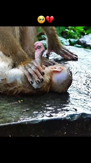 La proteção do macaco: amor fraternal