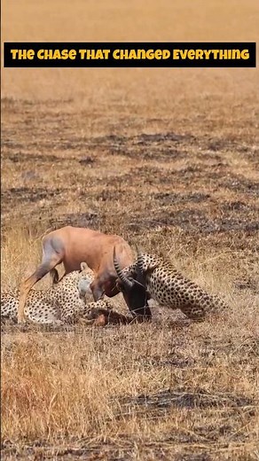 Cheetahs: The Ultimate Survival Adventure