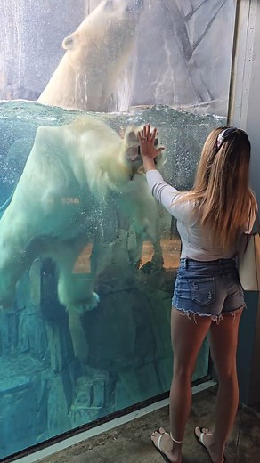 Making Friends with a Polar Bear