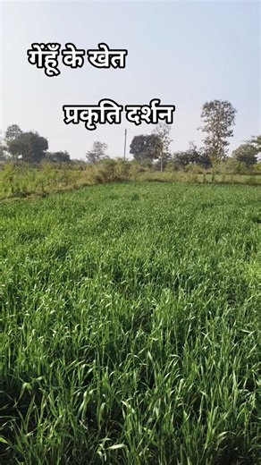 Nature Short Video | Beautiful Wheat Farm View.#Greenery #FarmLife #DesiNature #Shorts #YouTubeShort