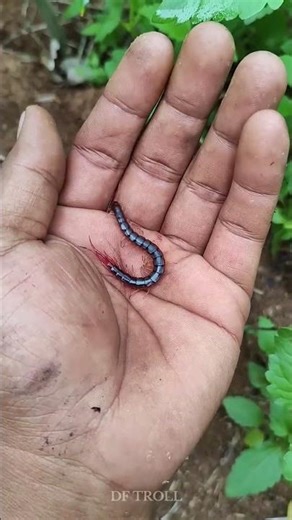 Incredible Animal Transformations!