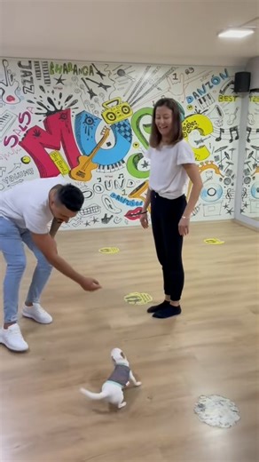 174K views · 5.5K reactions | princess doesn't want me to learn salsa dancing ☺️ #doglover #puppylove #dog | Murat Noyan | Facebook