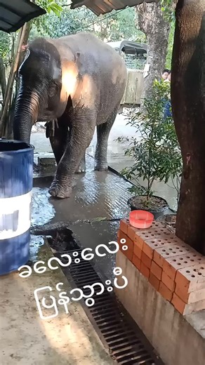 original sound - Daw pauk ပါဝင်သည့် Daw pauk (@pouk.pouk321) ၏ ဗီဒီယိုများ