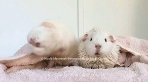 2 years ago 😂 | The Noodle Pups