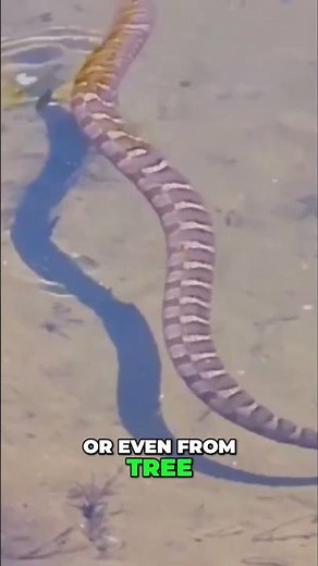 Snakes: Slithering, Gliding, Swimming on Sand!