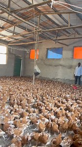 Some advantages of chicken farming business:1. High global demand for poultry products2. Low start up costs3. High profitability 4. Short production cycle5. Versatile industry and easy to manage 6. Easy to get high quality products 7. Contributes to the local community's economy. | Farm With Dr Fami