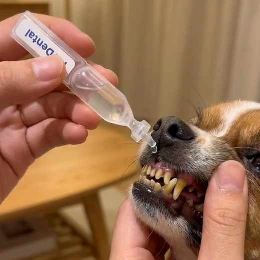 274 reactions · 62 shares |  Don’t ignore your pet’s dental...