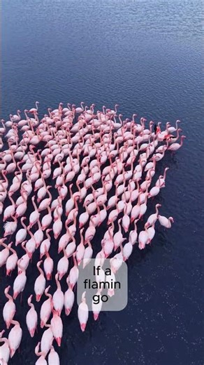 Did You Know Flamingos Are Born Gray?