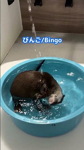 I checked the bathroom at 1:16AM… and found my otter like this
