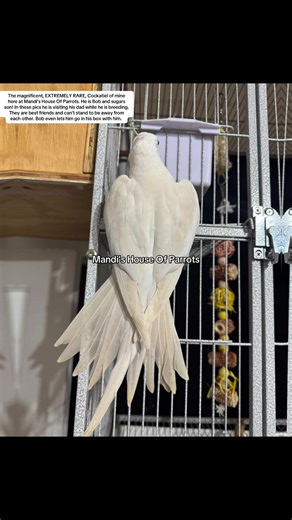 The magnificent, EXTREMELY RARE, Cockatiel of mine here at Mandi’s House Of Parrots. He is Bob and sugars son! In these pics he is visiting his dad while he is breeding. They are best friends and can’t stand to be away from each other. Bob even lets him go in his box with him. #MandisHouseOfParrots #alabama #rare #cockatiel #breederslife