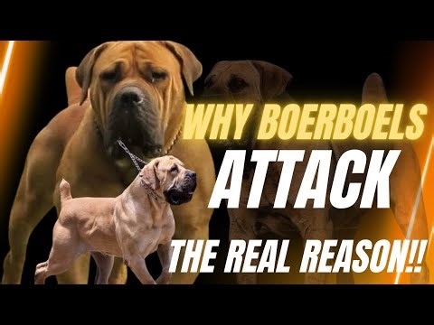Why Boerboels Attack Their Owners (The Shocking Truth) Ft. Vadar Kennel