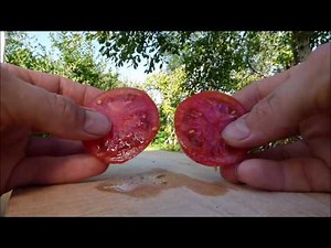 Odmiany Pomidorów Które Uprawiamy 1. BetaLux #51 01.08.2018