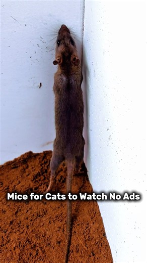 Mouse Sounds for Cats to Watch - Mice for Cats to Watch No Ads