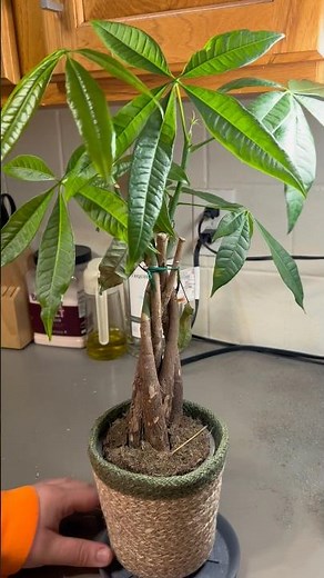 Why the Money Tree Is Said to Bring Good Luck