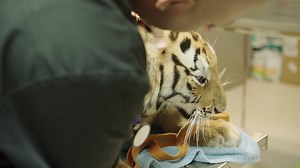 161K views · 3.8K reactions | Why would anyone keep a wild animal as a pet in the suburbs of Houston? #TheVetLife | Animal Planet | Facebook