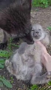 Serafina claims foster parent over Fox Pup Phoenix This boy went to Fox Tales Florida | Saveafox Corporation