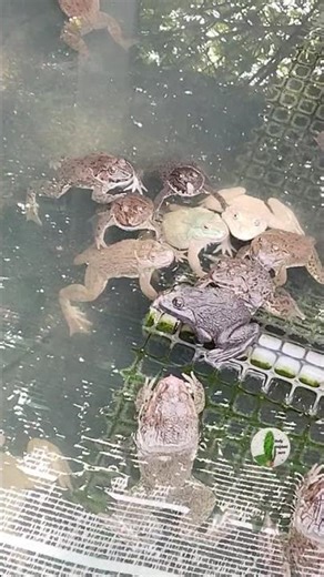 Ếch #Hoplobatrachus rugulosus