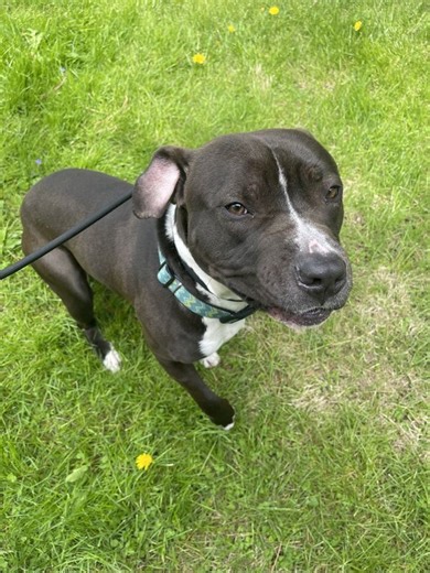 Pet of the Week in Sandusky County